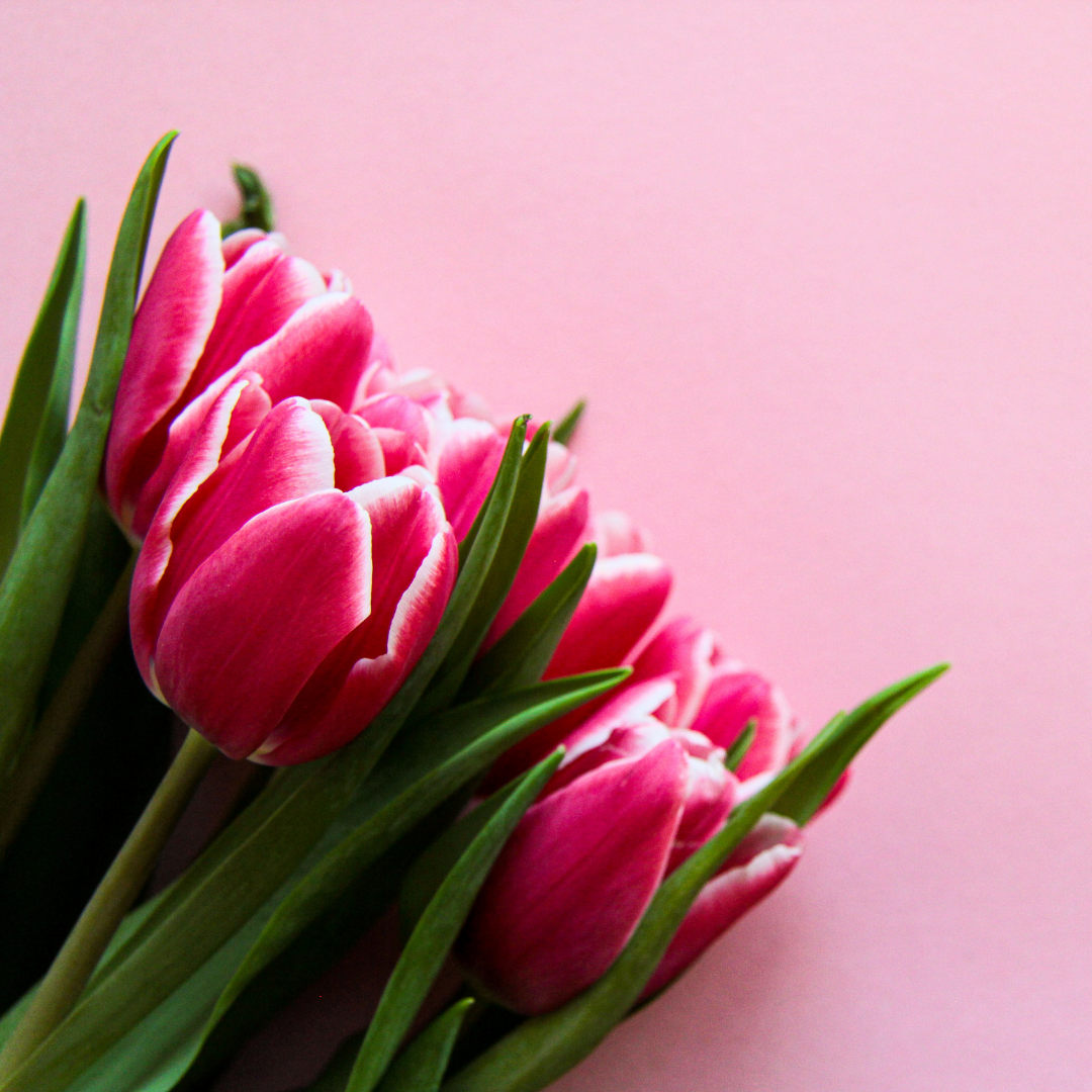 TheTulipGirl
