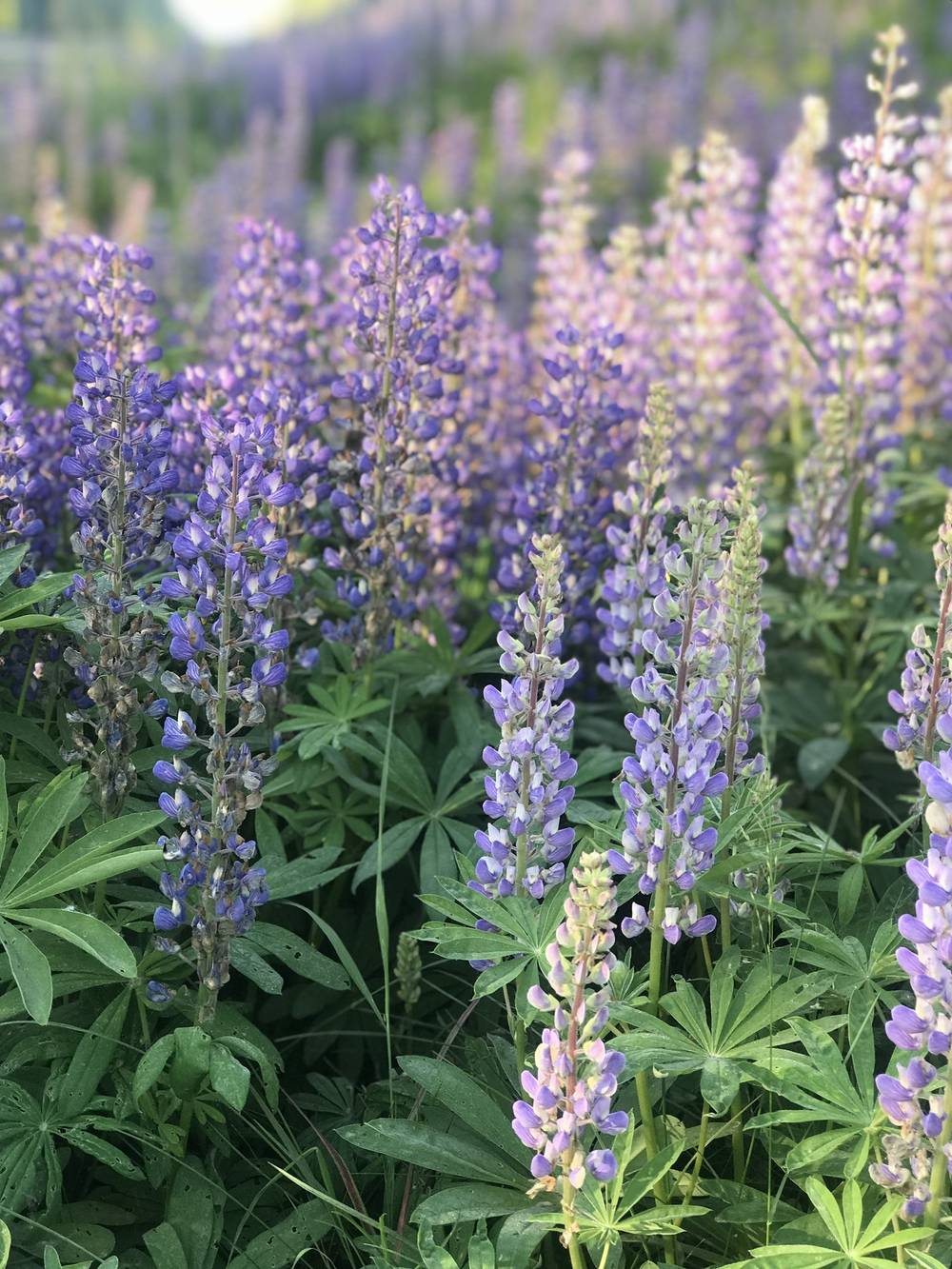 Lupine Fields