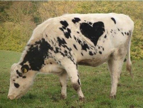 Moo